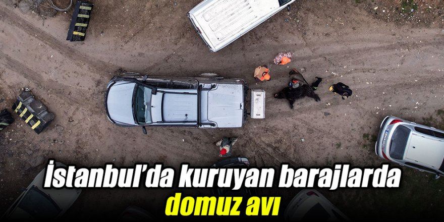   İstanbul’da Kuruyan Barajlarda Domuz Avı 